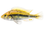 Hap Paropius Cichlid