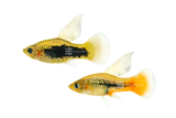 Bird of Paradise Platy 