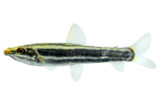 Anostomus anostomus