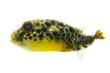 Perfect Petite Puffers