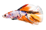 Halfmoon Nemo Longtail Betta