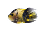 Yellow Tiger Shortbody Parrot Cichlid