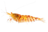 Red Tiger Golden/Orange Eye Shrimp
