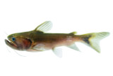 Gulper Catfish