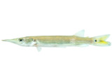 Gar? Barracuda? Characin?