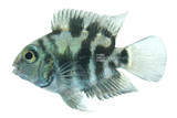 Polar Blue Convict Hybrid Parrot Cichlid