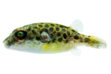 Mekong River Pufferfish
