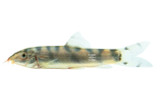 Yoyo Almorhae Loach