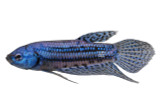 Blue Alien Betta