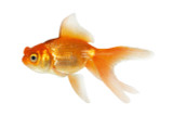 Red Pom Pom Goldfish