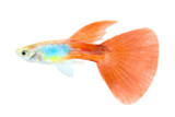 Silverado Red Tail Guppy