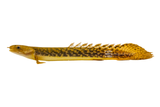 Teugelsi Bichir