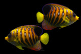 Aberrant Regal Angelfish