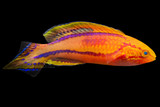 Pinktail Fairy Wrasse