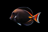 The Achilles Tang 