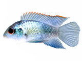 The Electric Blue Acara (Aequidens pulcher)