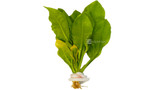 Amazon Sword Plant