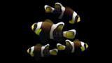 Quality Marine Labs Successfully Breeds and Rears Wide-band Clownfish (Amphiprion latezonatus)