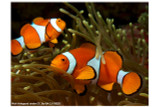 Clownfish Can ‘Count’ Stripes on Other Fish to Identify Intruders, Study Suggests