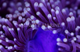 Rock Anemones vs. Sand Anemones