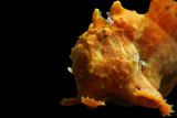 Antennarius maculatus - Red / Orange