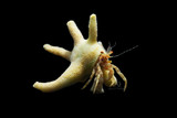 Antler Staghorn Hermit Crab 