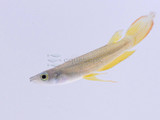 Golden Wonder Killifish (Aplocheilu lineatus)
