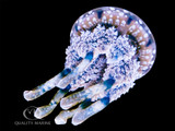 Photo of the Week - Violet Jellyfish (Mastigia sp)