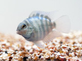 Aquacultured Parrot Polar Blue Convict Hybrid cichild (Archocentrus nigrofasciatus X A. citrinellus)