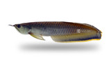 Blue Arowana 