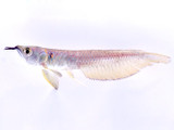 Living Fossil: The Silver Arowana (Osteoglossum bicirrhosum)