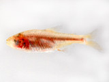 Blind Cave Tetra (Astyanax mexicanus)