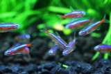 Let's Talk Tetras!