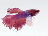 Male Delta Super Dumbo Ear Betta (Betta splendens)