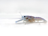 Electric Blue Lobster (Cherax Quadricarinatus)