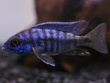 Aquacultured Peacock Blue Cichlid (Aulonocara nyassae)