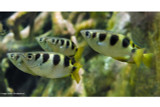 Australian freshwater fish like to dine out, relying on land-based food sources