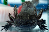 Axolotl mucus peptides attack breast cancer cells and MRSA