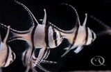 Banggai Cardinalfish (Pterapogon kauderni)