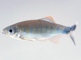 Jerdon’s Baril (Barilius canarensis)