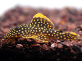 Gold Nugget L-018 (Baryancistrus sp. L-018)