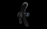 Hybrid Pinnatus x Batavianus Batfish