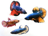 Roundtail Metallic Marble Betta Male and Female (Betta splendens)