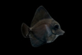 World's First Aquacultured Black Longnose Tang: Quality Marine Achieves Another Historic Milestone!