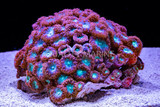 The Aussie Red Blasto