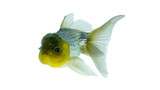 Blue Oranda Goldfish