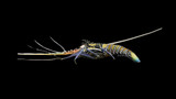 Blue Spiny Lobster