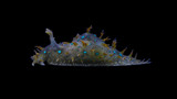 Blue Spotted Sea Hare 