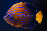 The Aquacultured Bluelined Angelfish