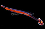 Quality Marine Receives Aquacultured Bluestripe Pipefish (Doryrhamphus excisus)